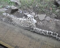 DSC_2014 Snow Leopard escaping the sun and the heat -- Central Park Zoo, Manhattan, NYC -- 1 July 2012